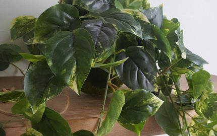 Faux Plants Woodka Interiors