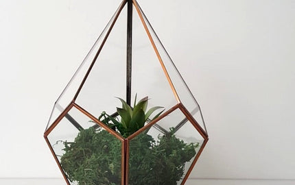 Terrarium Ideas For A Beautiful Display