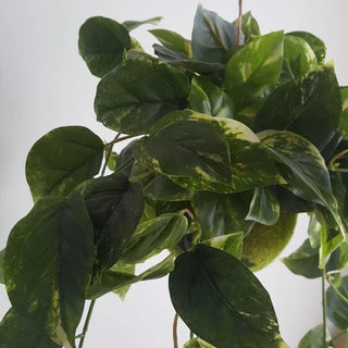 Shop Artificial Trees, Artificial Plants & Greenery Online | South Africa