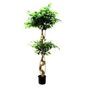 Potted ficus tree with a twisted trunk on a white background
