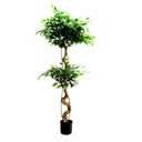 Potted ficus plant with a twisted trunk on a white background