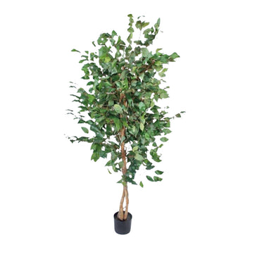 artificial ficus tree with twisted natural-style stems and lifelike green leaves in a black base pot