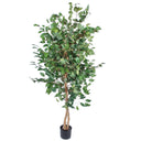 155cm tall artificial ficus tree with twisted natural-style stems and lifelike green leaves in a black base pot