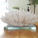 Spiked Coral on Glass Stand in White Costal Decor