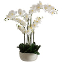 White Potted 5-Stem Butterfly Orchid