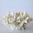 Decorative large coral accent for console or shelf styling