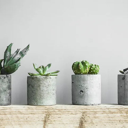 5 Reasons You Need Indoor Plants by Woodka Interiors