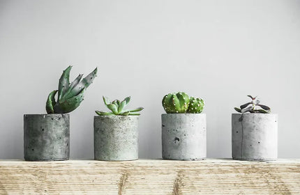 5 Reasons You Need Indoor Plants by Woodka Interiors