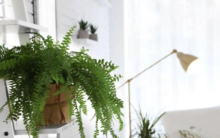 Greenery and Natural Accents in a Home
