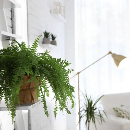 Greenery and Natural Accents in a Home