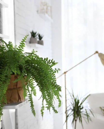Greenery and Natural Accents in a Home