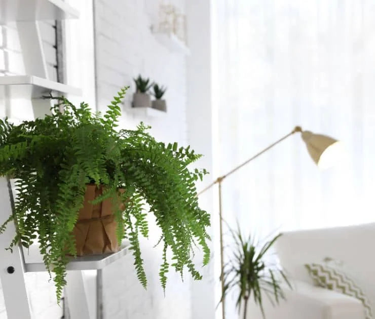 Greenery and Natural Accents in a Home