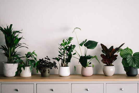 Best Artificial Plants for the Home or Office