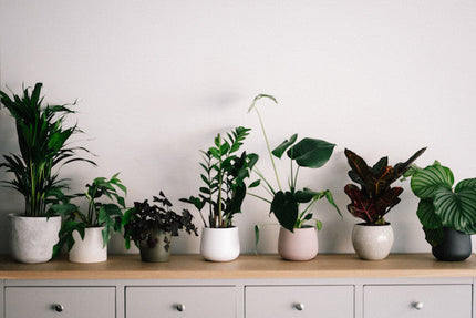 Best Artificial Plants 
