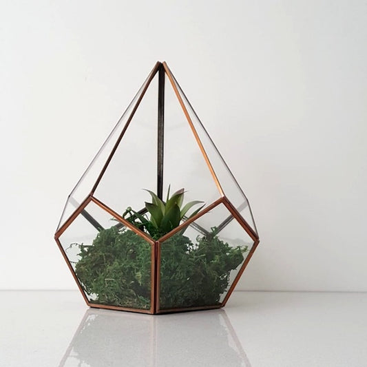 Terrarium Ideas For A Beautiful Display