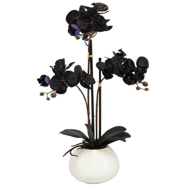 Black Orchid In Ceramic Pot