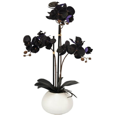 Black Orchid In Ceramic Pot