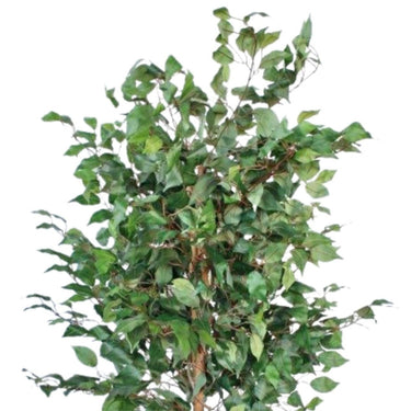 Artificial Ficus Tree with Twisted Stems