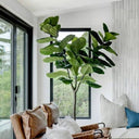 Artificial fiddle leaf tree in contemporary living room