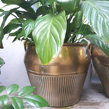 Bali Handled Metal Pot with plant