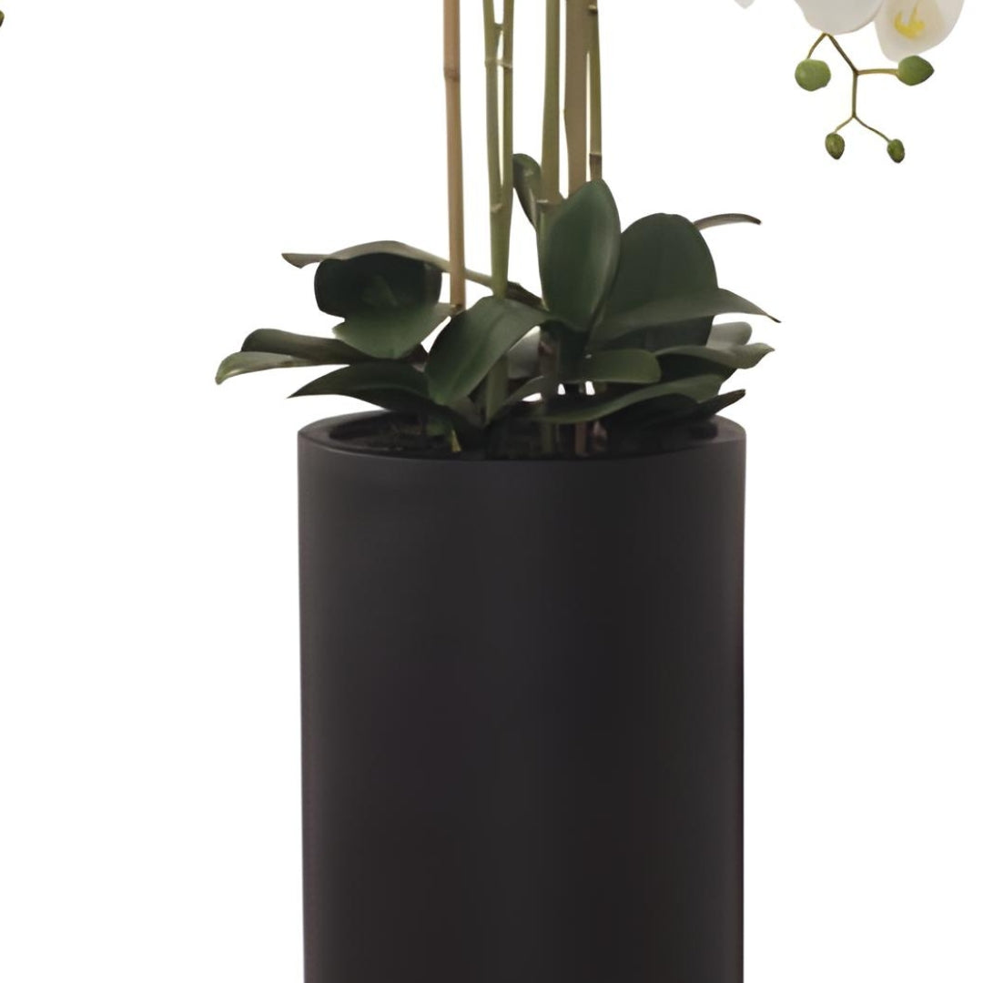 Floor Standing White Orchid in Black pot