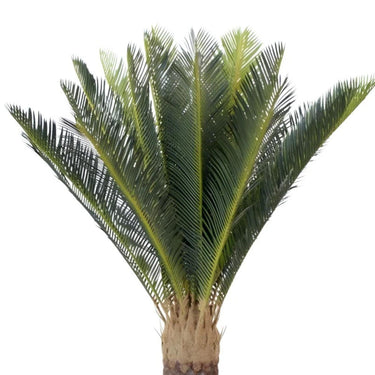 Large Faux Cycad Plant – Realistic Potted Statement Greenery