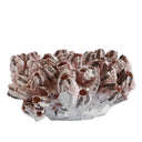 Pink barnacle sculpture with detailed coastal texture, decor accent for shelf or tabletop
