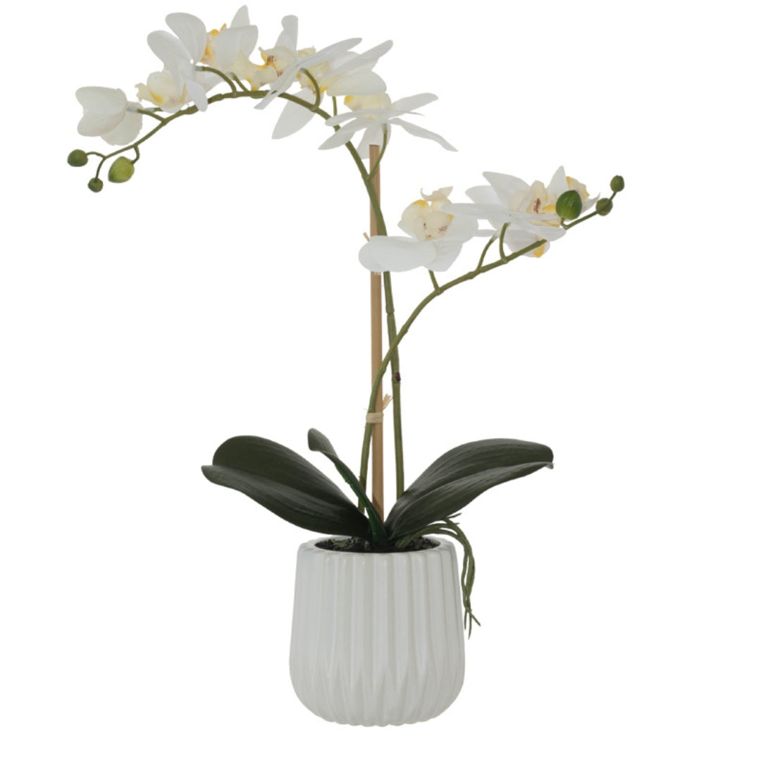 Real Touch White Orchid By Woodka Interiors