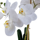 Real touch white orchid flowers