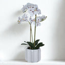 Compact speckled orchid in ridged pot with green leaves