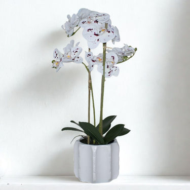 Compact speckled orchid in ridged pot with green leaves