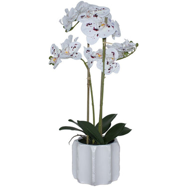 Speckled Orchid with purple flecks in white ceramic pot