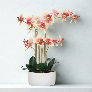 Real Touch Orchid with green and red flowers in ceramic planter