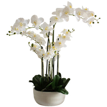 White Potted 5-Stem Butterfly Orchid