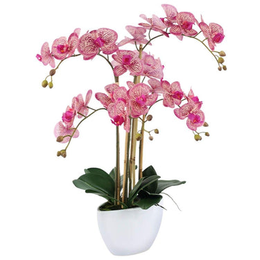 Pink large orchid plant in a white vase