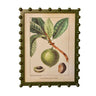 Framed tropical black sapote botanical wall art print with an olive green bobble frame.