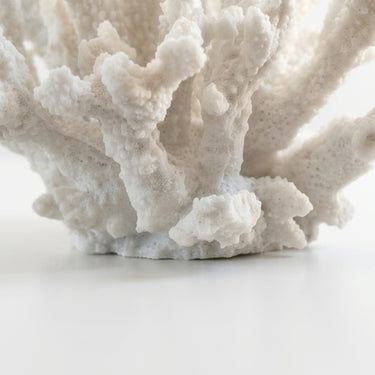 base of the white coral classic decorative object with a textured, porous surface.