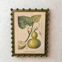 Framed vintage calebasse bottle gourd botanical print in an olive green bobble frame.