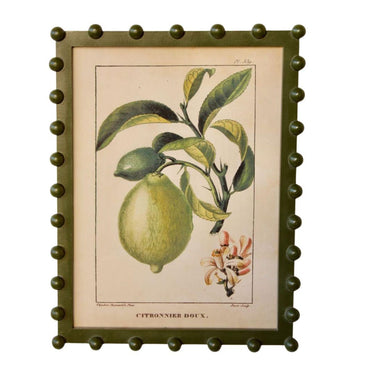 Framed vintage citronnier doux lemon botanical art print in an olive green bobble frame.