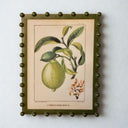 Framed vintage lemon fruit botanical art print in an olive green bobble frame.