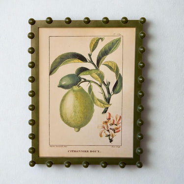 Framed vintage lemon fruit botanical art print in an olive green bobble frame.