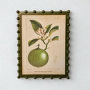 Framed vintage orange citrus botanical art print with white flowers in an olive green bobble frame.