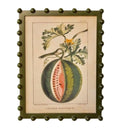 Framed vintage watermelon botanical illustration print in an olive green bobble frame.