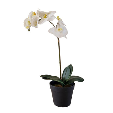 Real-touch artificial orchid with white blossoms and green leaves in an pot.