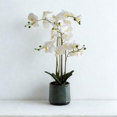 White Orchid in grey ceramic pot with glossy finish