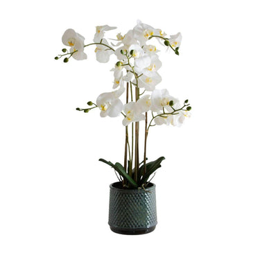 Compact white orchid plant in grey pot for home decor