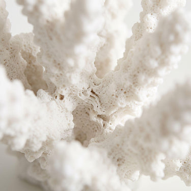 White staghorn coral sculpture  top view with branching tips and a textured polyresin surface.