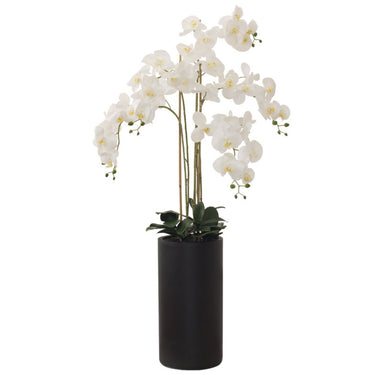 Beautiful large white tall orchid arrangement in black tall vase.